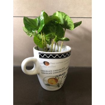 Coffea Arabica Kawa Arabska kubek ceramiczny mix